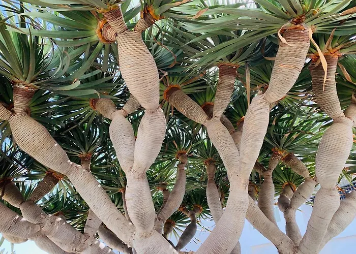 Appartement El Drago à Costa Teguise